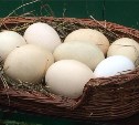 Сахалинский зоопарк не накормит островитян страусиными яйцами
