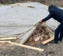 За гору мёртвых кур сахалинскую птицефабрику оштрафовали на 20 тысяч рублей