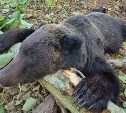 Медведя отстрелили после выхода к СНТ в Южно-Сахалинске