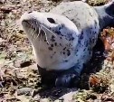 Сахалинцы спасли детёныша нерпы на берегу моря