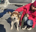 "Не просим, а молим": псу Рыжику, у которого отказали лапы после отравления, нужна помощь сахалинцев