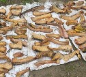 На Сахалине задержали отца и сына за незаконный вылов краснокнижной калуги