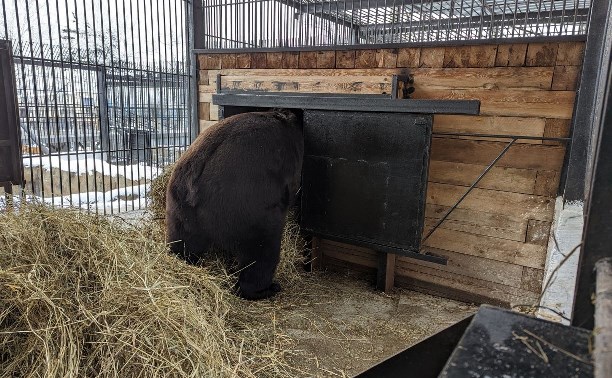 Сахалинский зоопарк показал на видео, как медведи готовятся к спячке