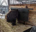 Сахалинский зоопарк показал на видео, как медведи готовятся к спячке