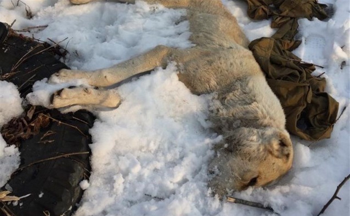 Директор сахалинского приюта для собак ответила на новость о шкурах убитых животных