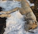 Директор сахалинского приюта для собак ответила на новость о шкурах убитых животных
