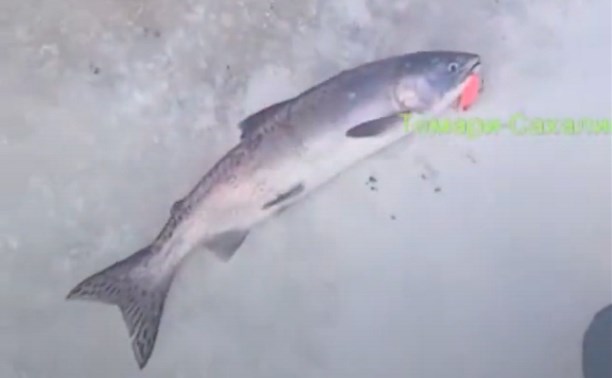"Вот это неожиданно!": зимняя рыбалка порадовала сахалинцев горбушей