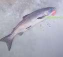 "Вот это неожиданно!": зимняя рыбалка порадовала сахалинцев горбушей