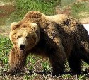 Поиски опасного медведя, который напал на рыбака в районе Найбы, продолжаются 