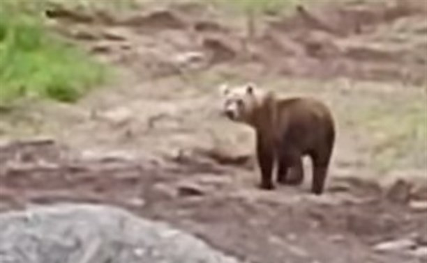 "Потапыч, иди сюда": рыбаки на Парамушире пригласили к себе медведя, но тот им отказал