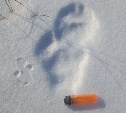 Следы краснокнижной рыси заметили в лесу Александровска-Сахалинского района