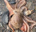Осьминогами и морскими червями забросало побережье Сахалина
