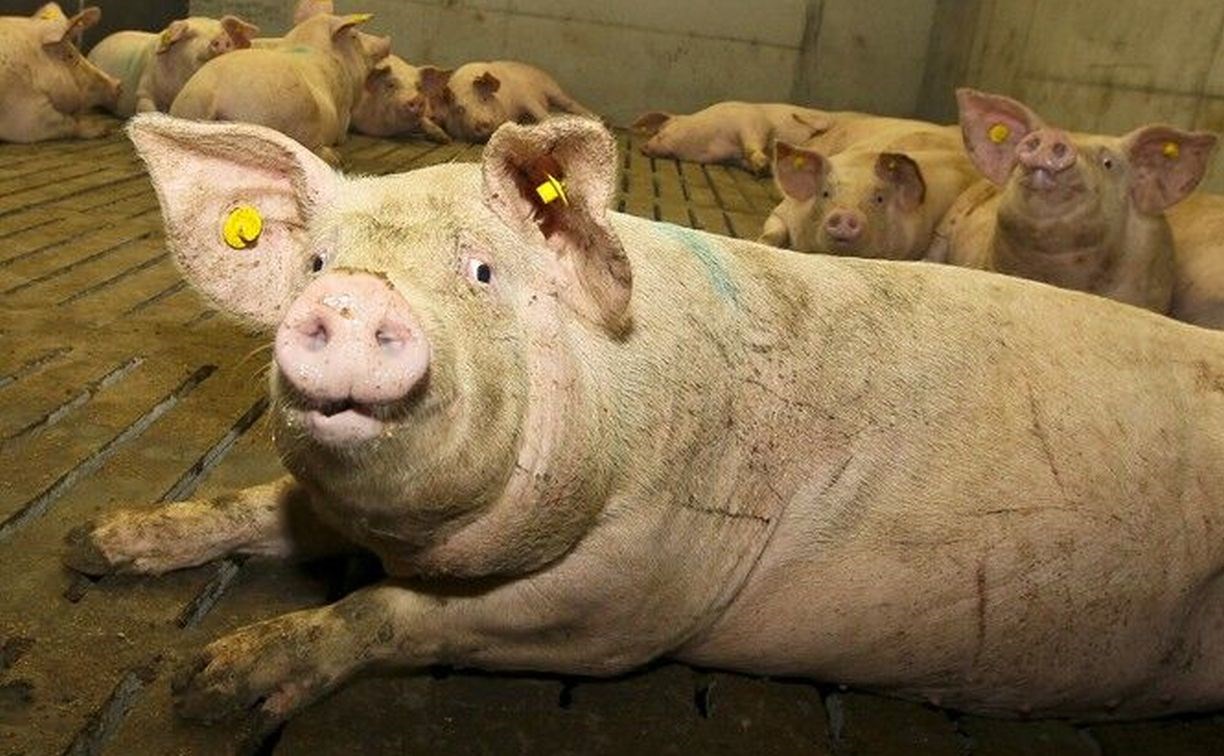 На Камчатке люди вынуждены терпеть неприятный запах от свинокомплекса из-за моратория на проверки