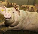 На Камчатке люди вынуждены терпеть неприятный запах от свинокомплекса из-за моратория на проверки