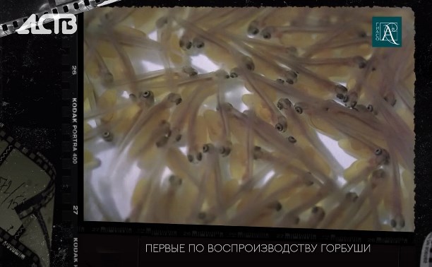 "По горбушовым заводам нет аналога в мире": успехи Сахалинрыбвода в архивном видео 1975 года