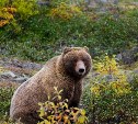 Пропуск рыбы в реки, учения, охрана: на Сахалине придумали, как избежать выхода медведя к людям