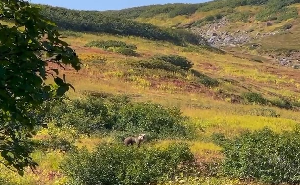 Медведь на Курилах так увлёкся кореньями, что не услышал людей
