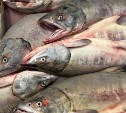 В кете из реки в Долинском районе нашли паразитов