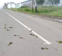 Вандалы вырвали цветы из клумб и разбросали их по дороге в Красногорске