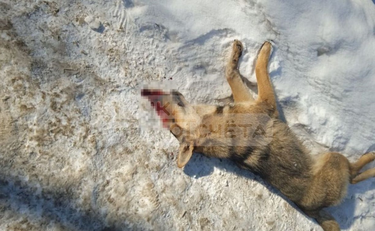 "Сбила машина или отравили": подростки столпились около мёртвой собаки на улице Южно-Сахалинска