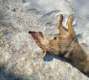 "Сбила машина или отравили": подростки столпились около мёртвой собаки на улице Южно-Сахалинска