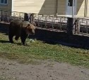 Медведя заметили сразу в двух районах Курильска