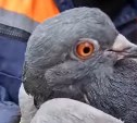 Спасатели в Южно-Сахалинске сняли голубя с дерева