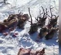Дело об убийстве стада краснокнижных оленей на Сахалине направили в суд