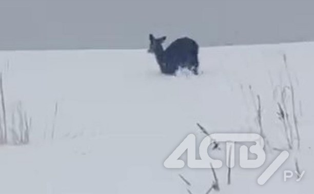 "Заяц или олень?": неопознанный зверь выбежал из сахалинского леса в метель