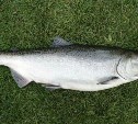 Ещё не выловленного королевского лосося 2022 года начали продавать в интернете по интересной цене