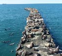 В Невельске начнут убирать опасную арматуру с брекватера, где отдыхают сивучи