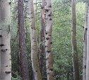 Берёзы в Корсакове атаковали насекомые-вредители