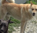 Южносахалинцы могут сообщать о бездомных животных в администрацию