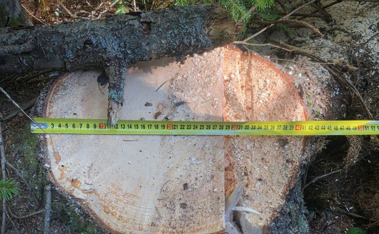 Директор сахалинского предприятия попал под уголовную статью за срубленные деревья