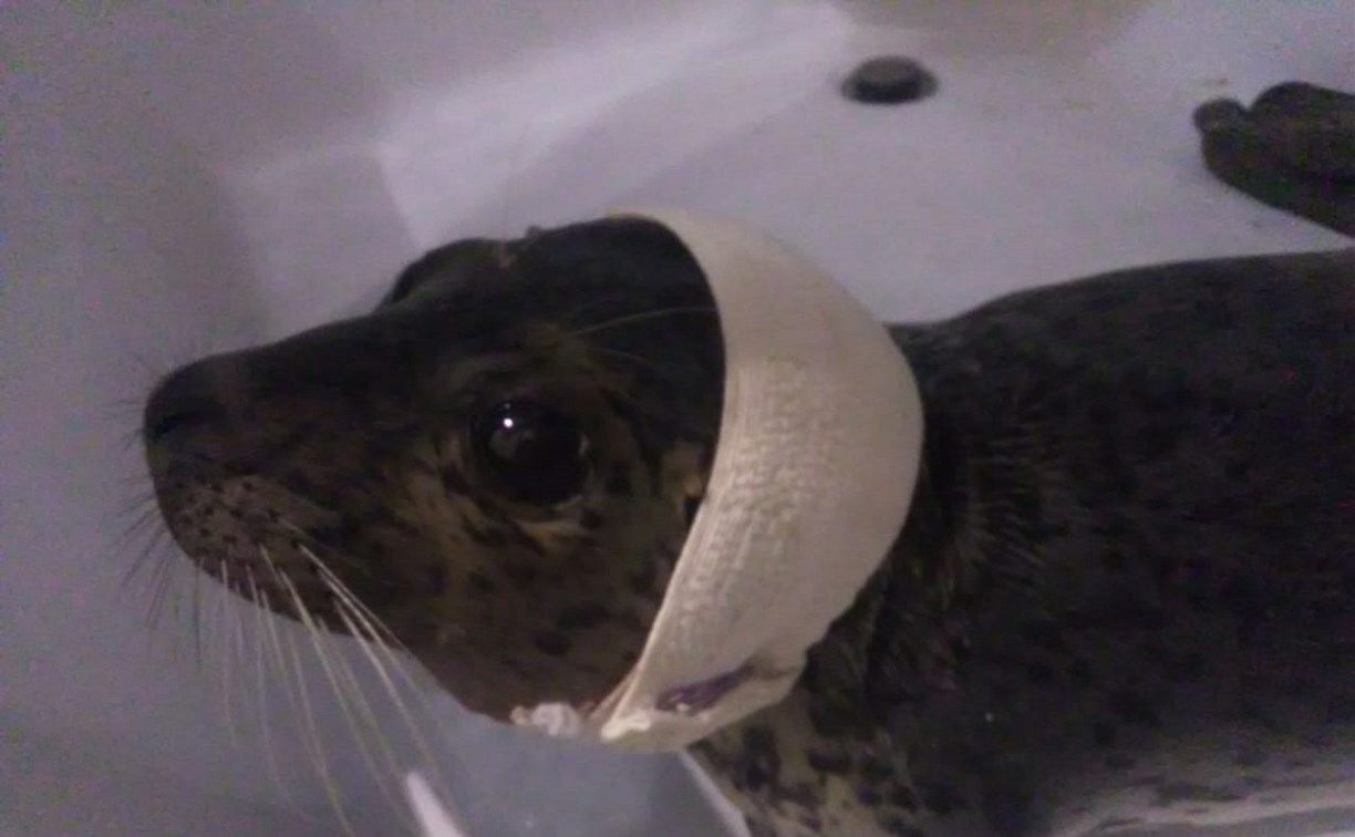 «Зеленый Сахалин» спас тюлененка с поломанной челюстью