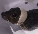 «Зеленый Сахалин» спас тюлененка с поломанной челюстью