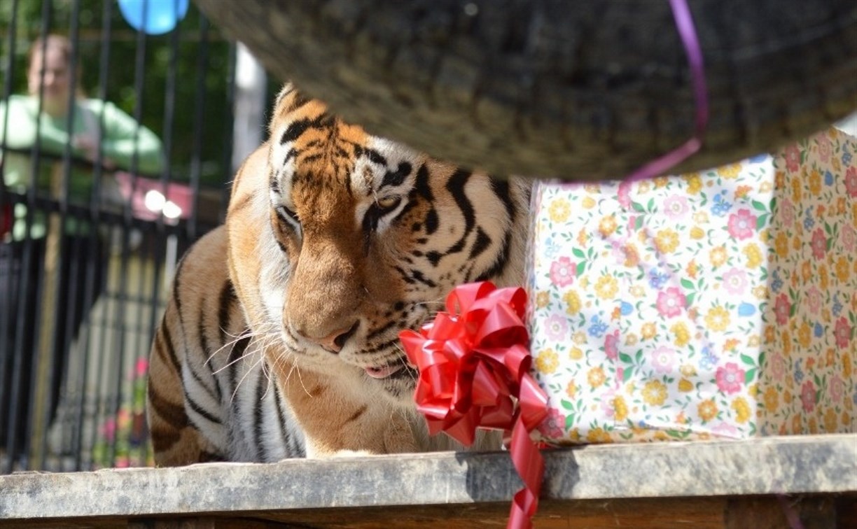 Тигру в сахалинском зоопарке исполнилось 9 лет