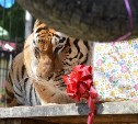 Тигру в сахалинском зоопарке исполнилось 9 лет