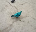 Зеленый голубь замечен в Южно-Сахалинске (ВИДЕО)