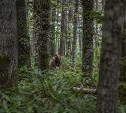 Большого медведя заметили у входа на экотропу в Южно-Сахалинске