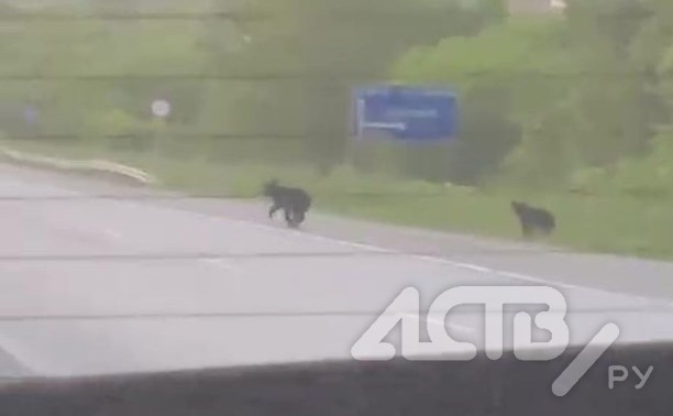 Медведи вновь бегают по корсаковской трассе