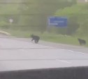 Медведи вновь бегают по корсаковской трассе
