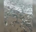 Тонны мойвы выбросило волной на побережье Сахалина