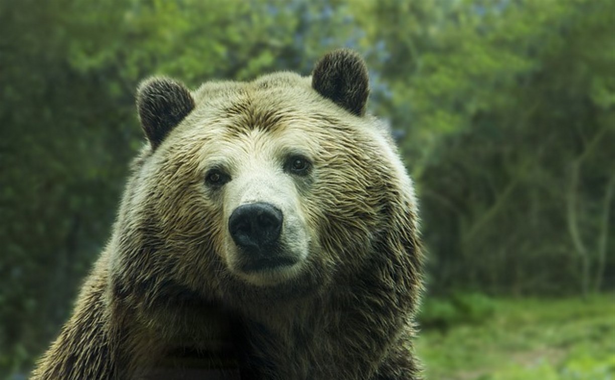 Больше всего медведей в новом сезоне разрешат отстрелить в Курильском и Поронайском районах