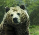 Больше всего медведей в новом сезоне разрешат отстрелить в Курильском и Поронайском районах