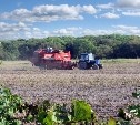 Сахалинская область в 2018 году поставила рекорд по сбору урожая картофеля 