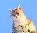 Жители Южно-Сахалинска объединились, чтобы спасти кота, засевшего на высоком столбе 