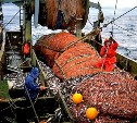Российские рыбаки добыли в Охотском море 760,5 тыс. тонн минтая