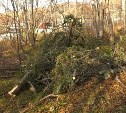 Работника сахалинского предприятия осудят за незаконную вырубку леса