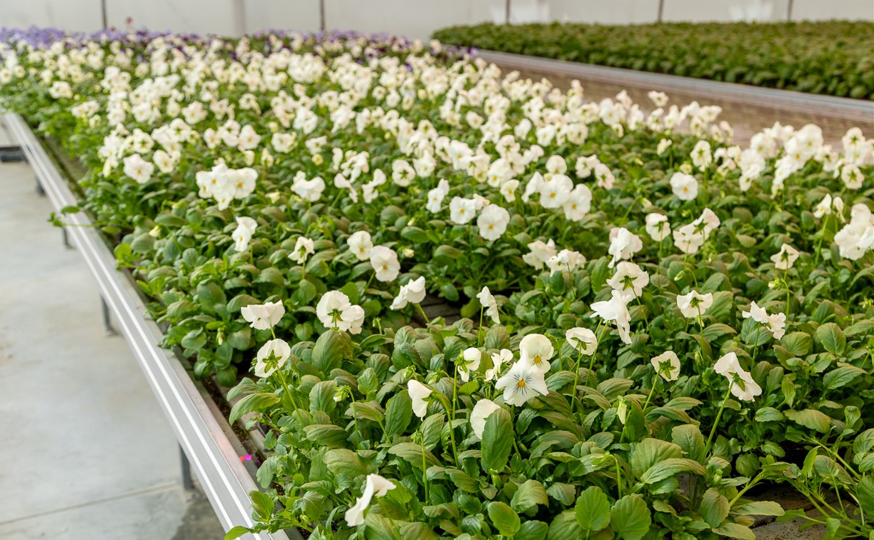  Пеларгония, рудбекия, вербена, колеус - в Южно-Сахалинске весной высадят 300 тысяч цветов